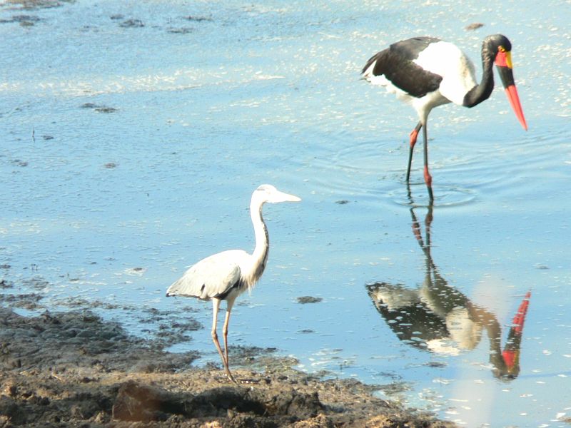 JAR 384_cap.JPG - Dva ptáci v tůni, větší s červeným zobákem je Čáp Sedlatý (Saddle Billed Stock) vedle něho je menší Volavka Popelavá (Grey Heron)